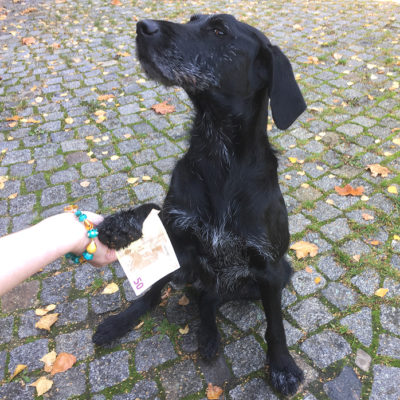 schwarzer Hund mit 50€ Schein, Hand mit Glasperlenarmband in braun und grün